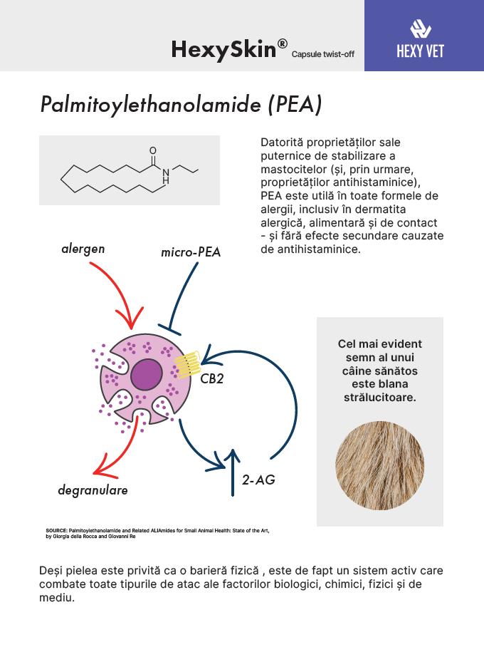 Hexy Skin - imagine 5